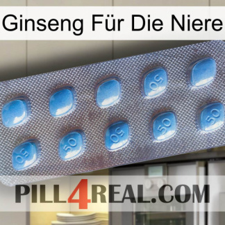 Ginseng Für Die Niere viagra3